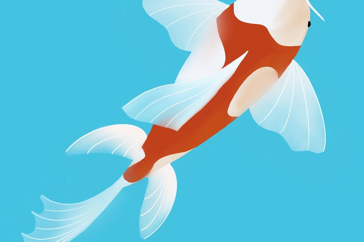 Digital Illustration - Koi